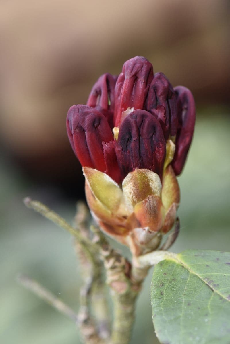 Rododendron 5