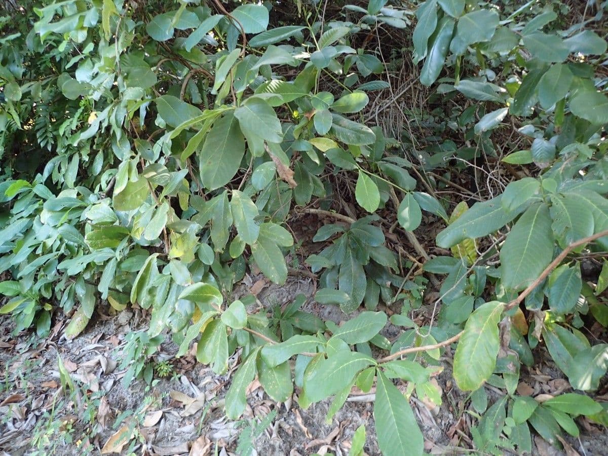 Tetracera