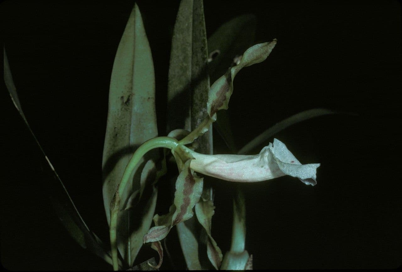 Orchidea