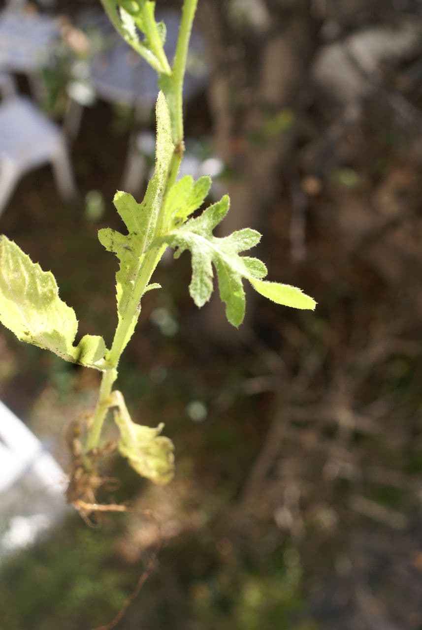 Volutaria tubuliflora 13
