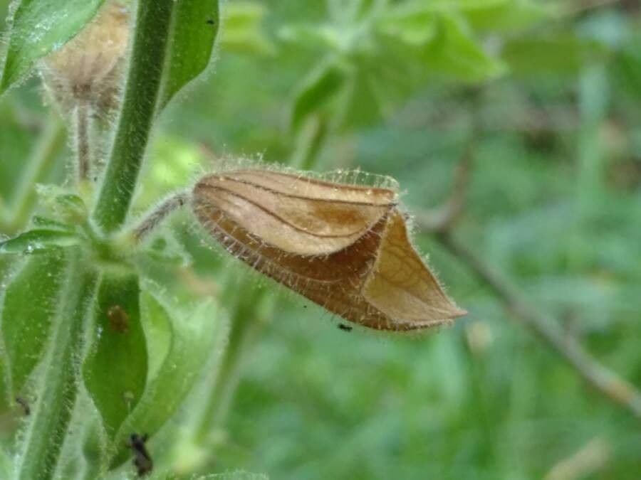 Salvia vischiosa 4