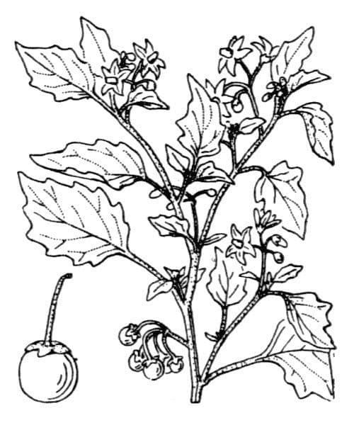 Solanum villosum 29