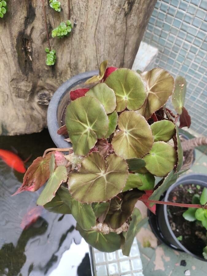 Begonia 9
