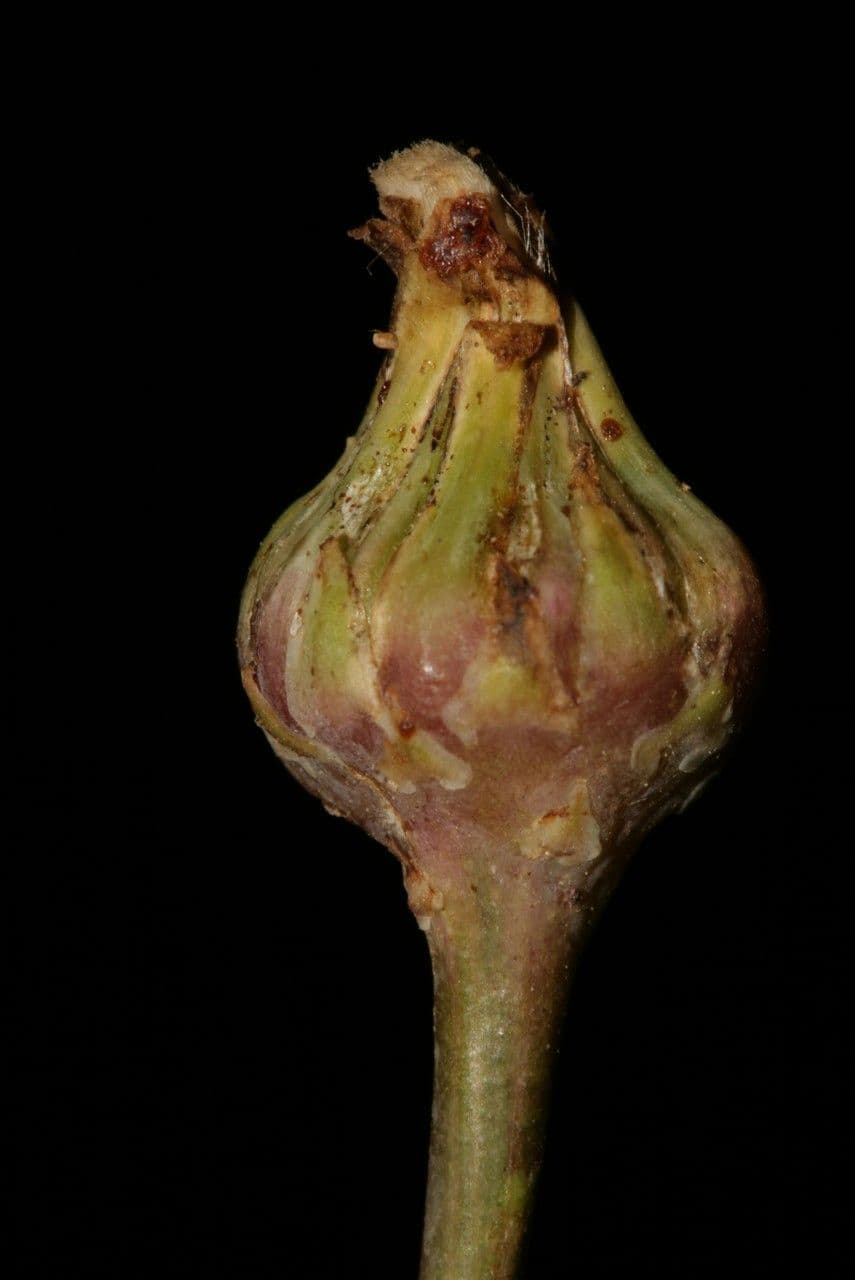 Grattalingua 2