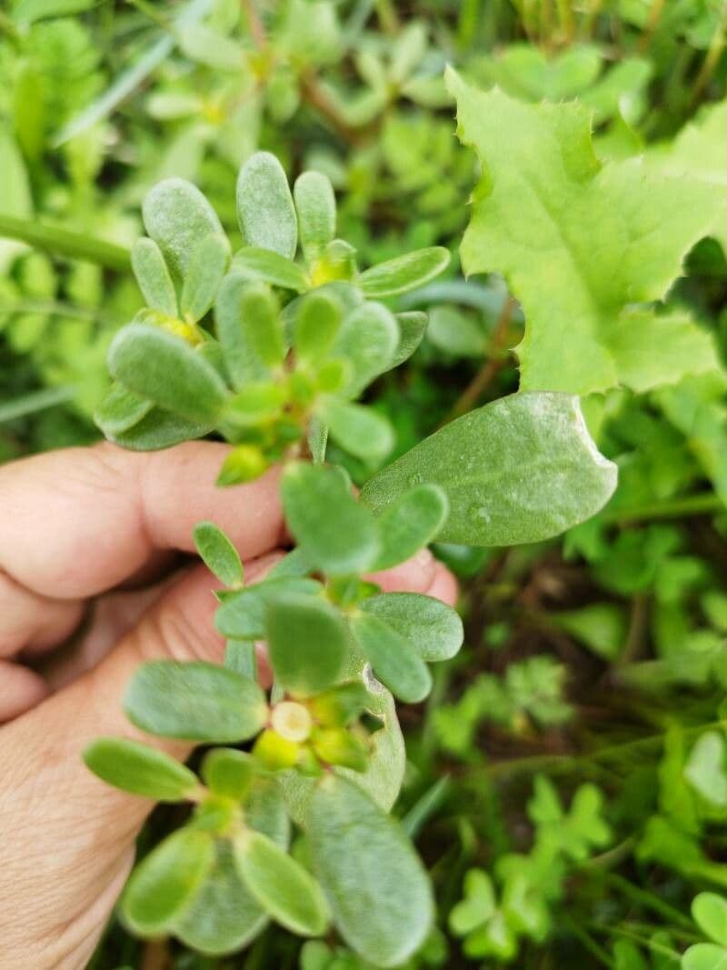 Portulaca 10