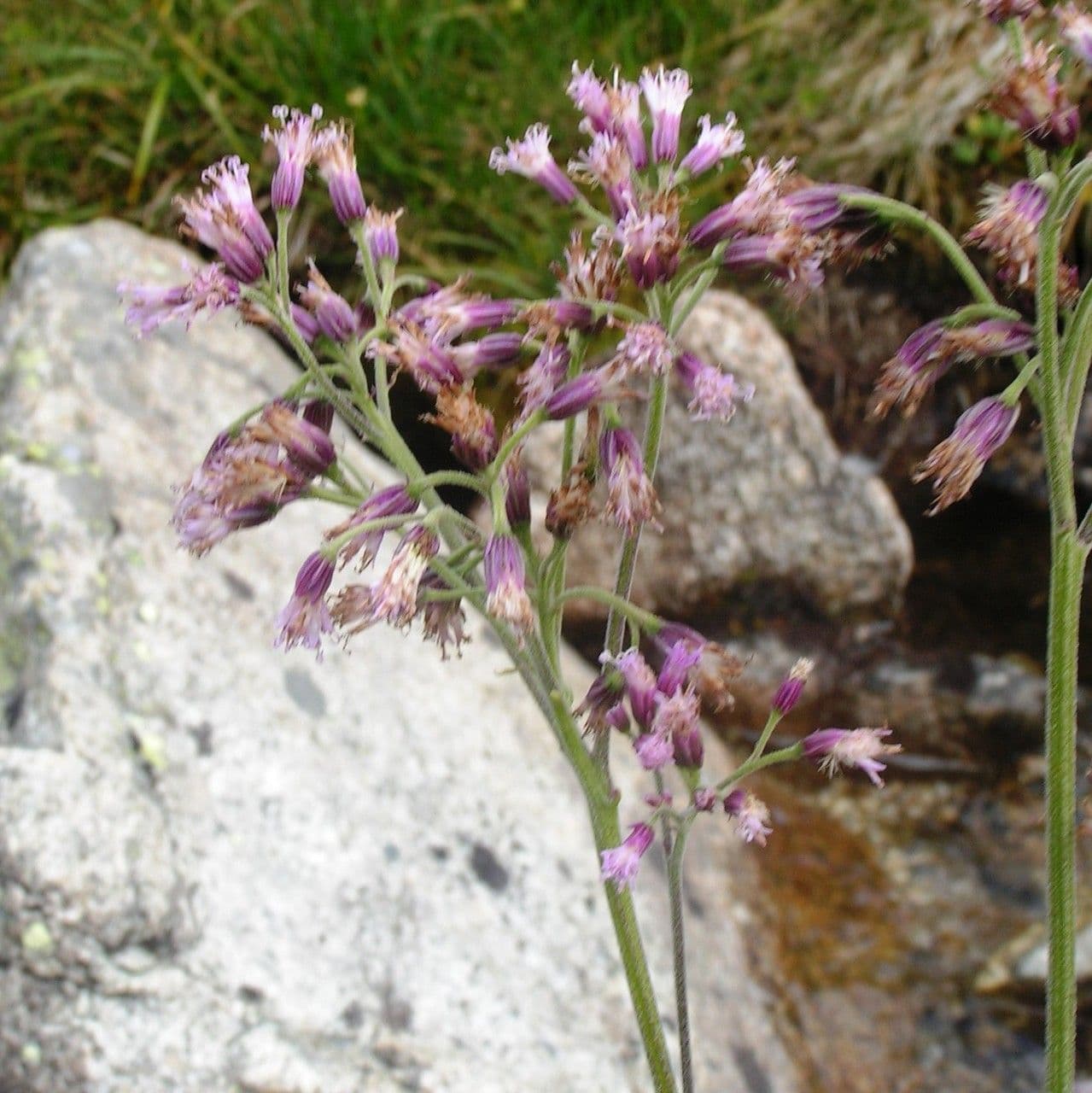 Grauer Alpendost 12