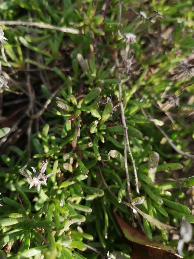 Spergularia marina 11