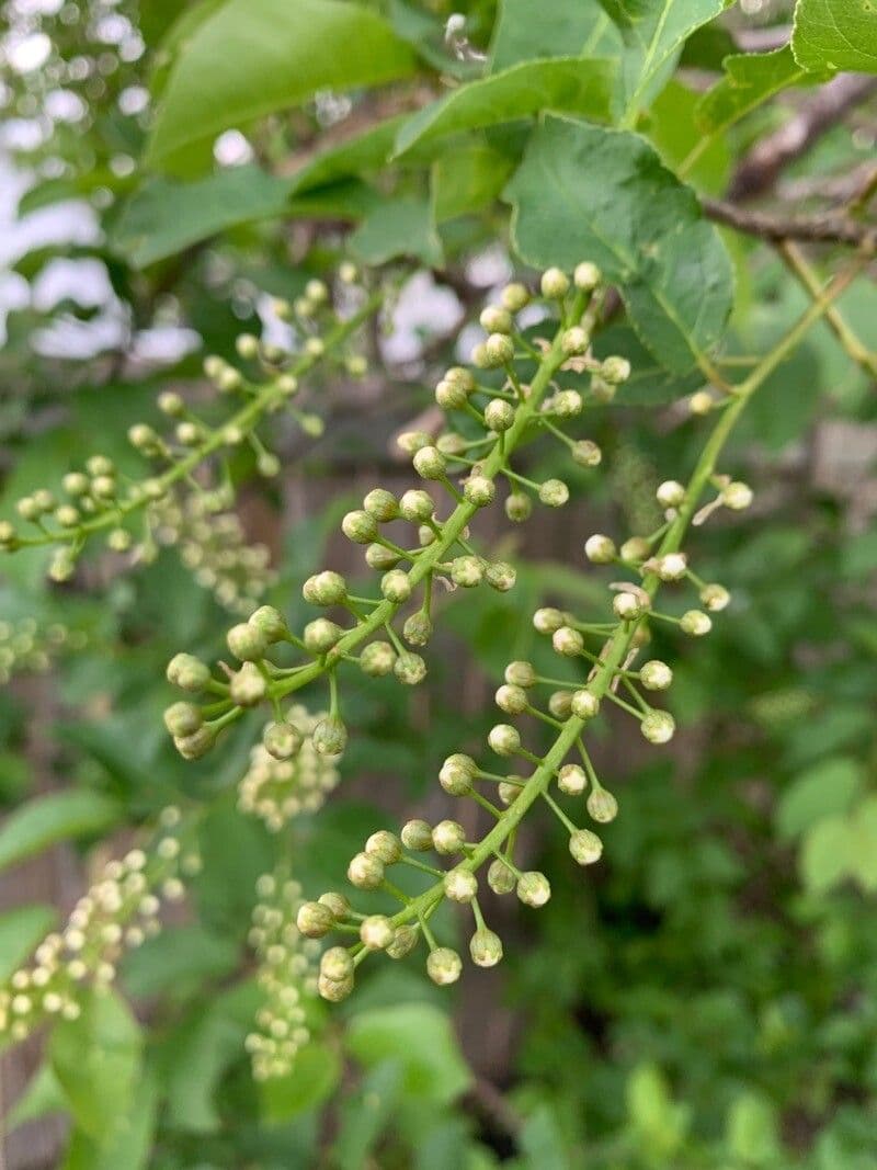 Ciliegio della Virginia 9