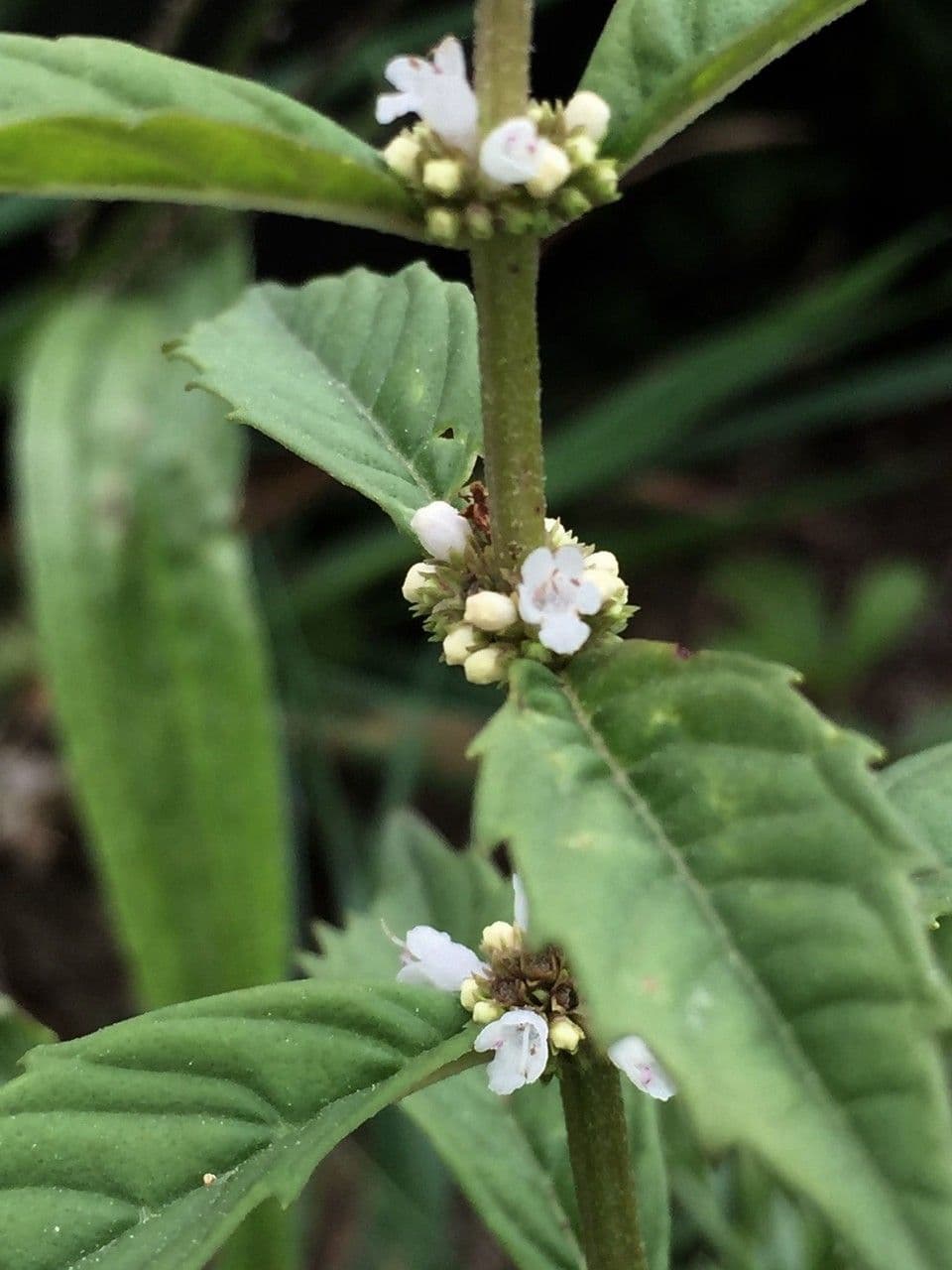 Lycopus uniflorus 4