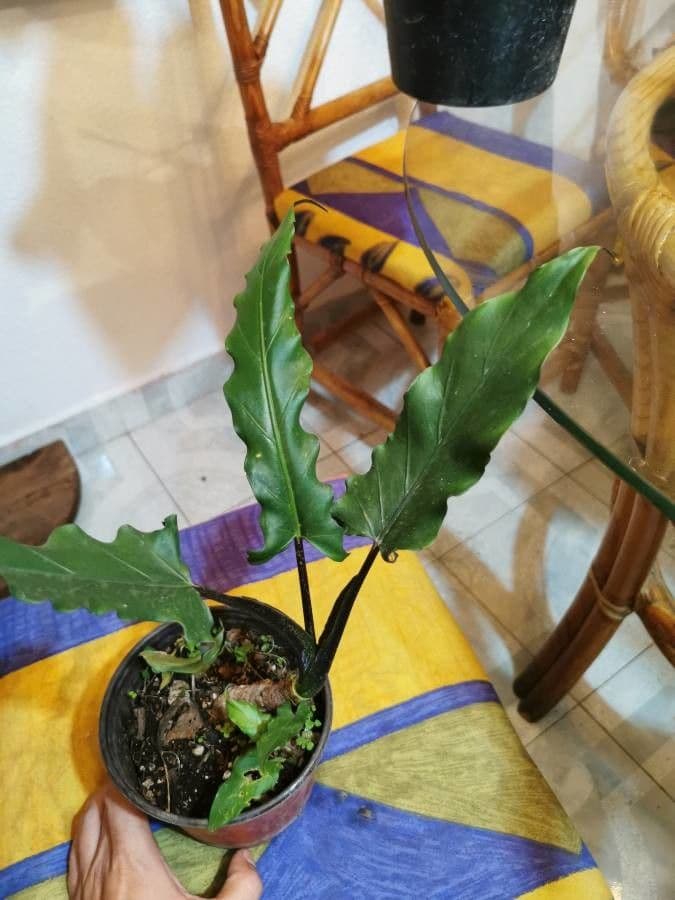 Monstera Lauterbacha 6