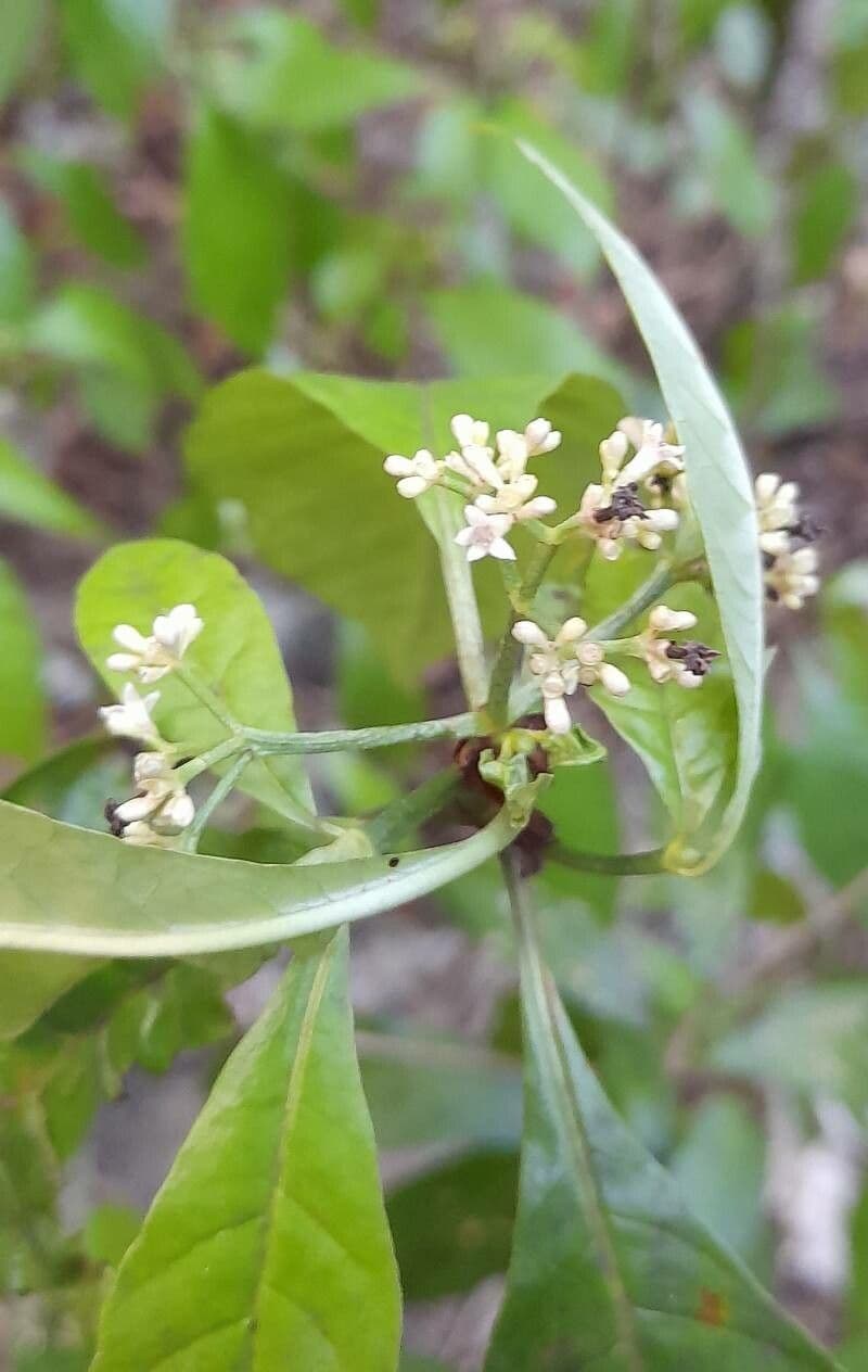 Psychotria nervosa 8