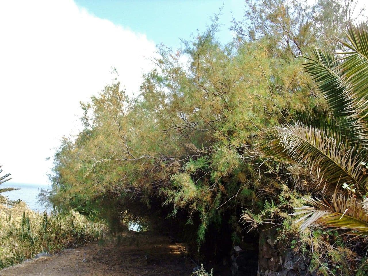 Kanaren-Tamarisk 14