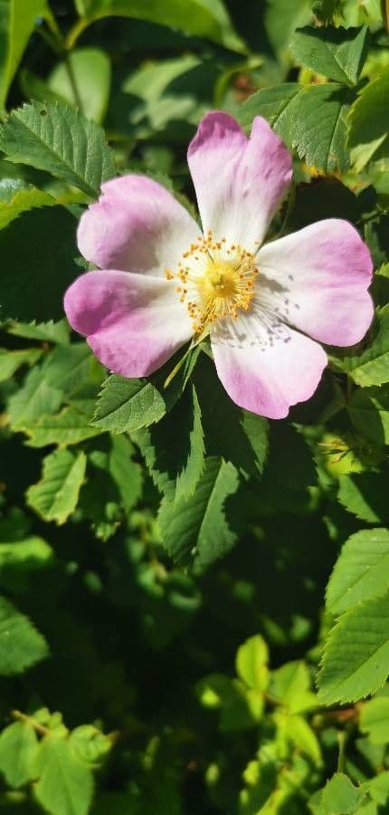 Rosa rugosa 5