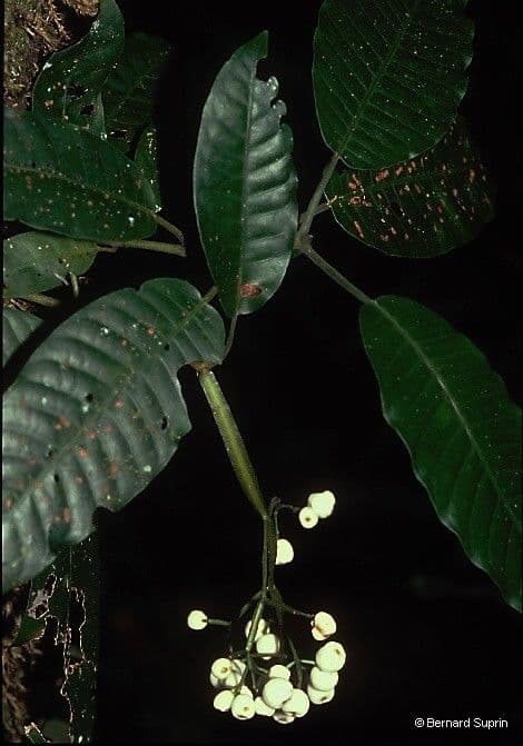 Psychotria 9