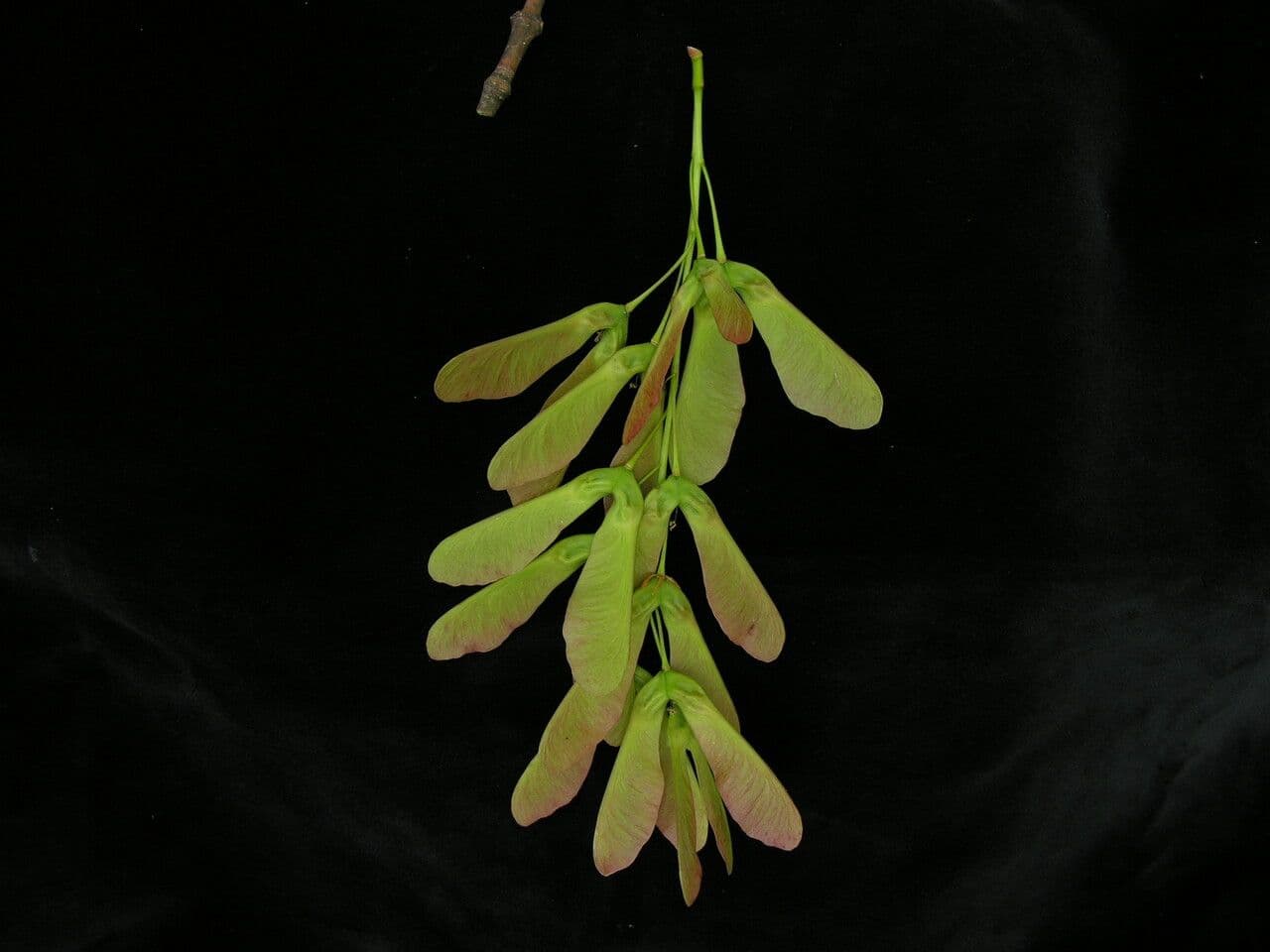 Acero 7