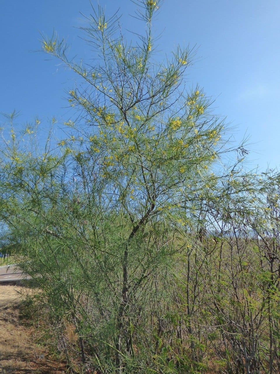 Parkinsonia 13