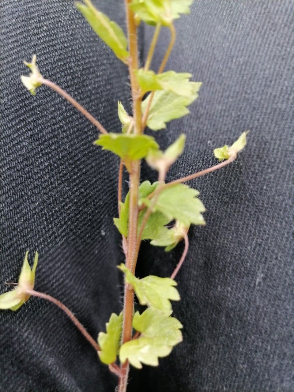 Veronica lucida 21