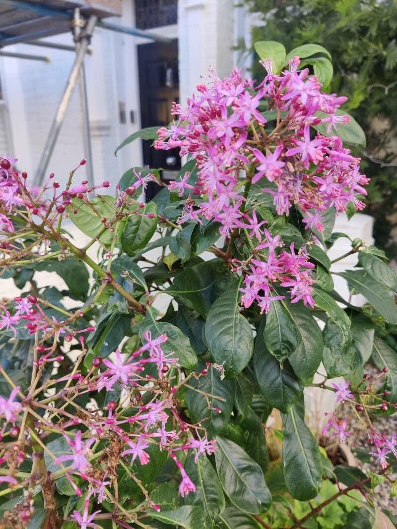 Fuchsia 4