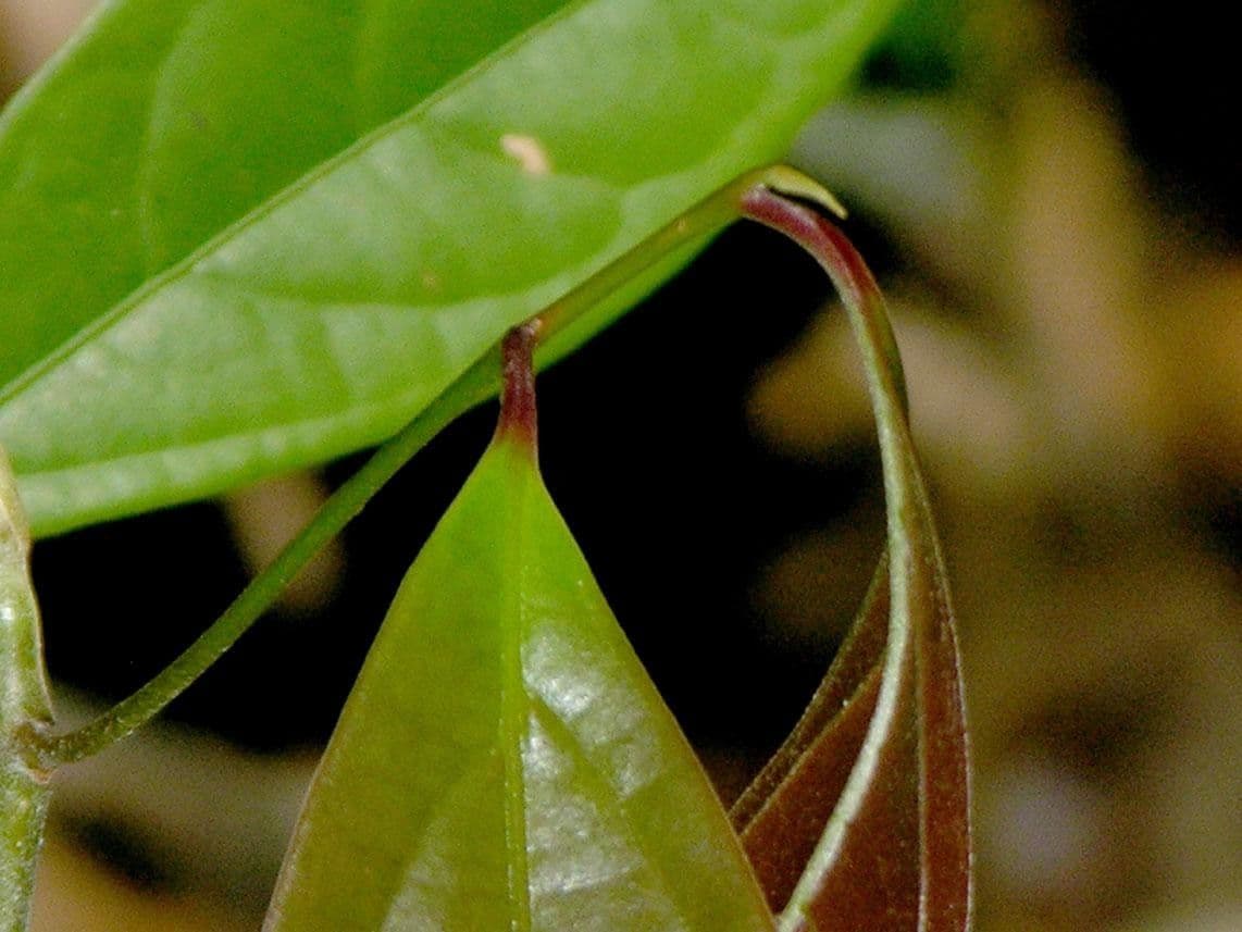 Licaria