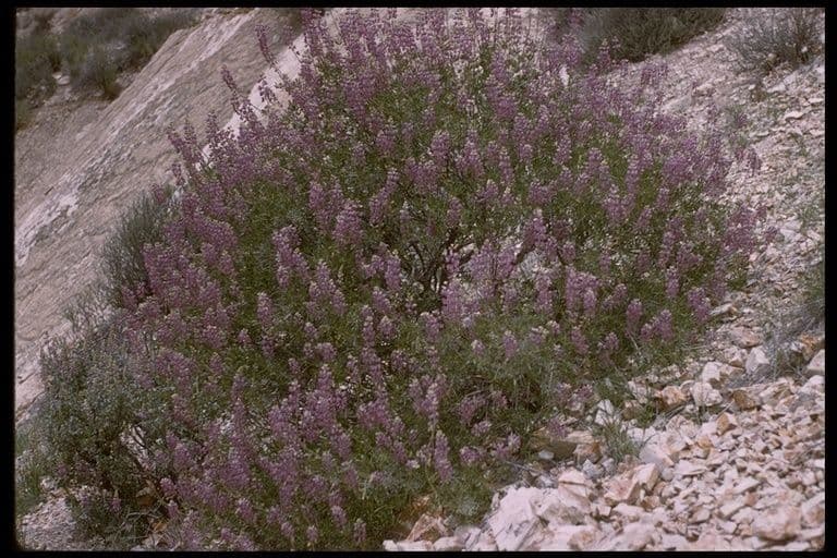 Baum-Lupine 24