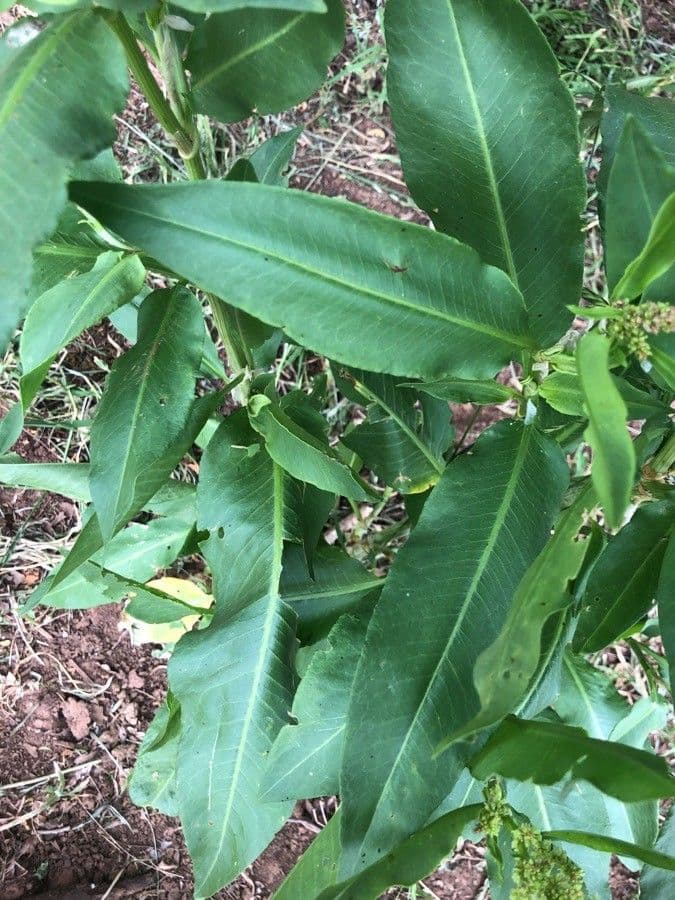 Acetosa alta 7