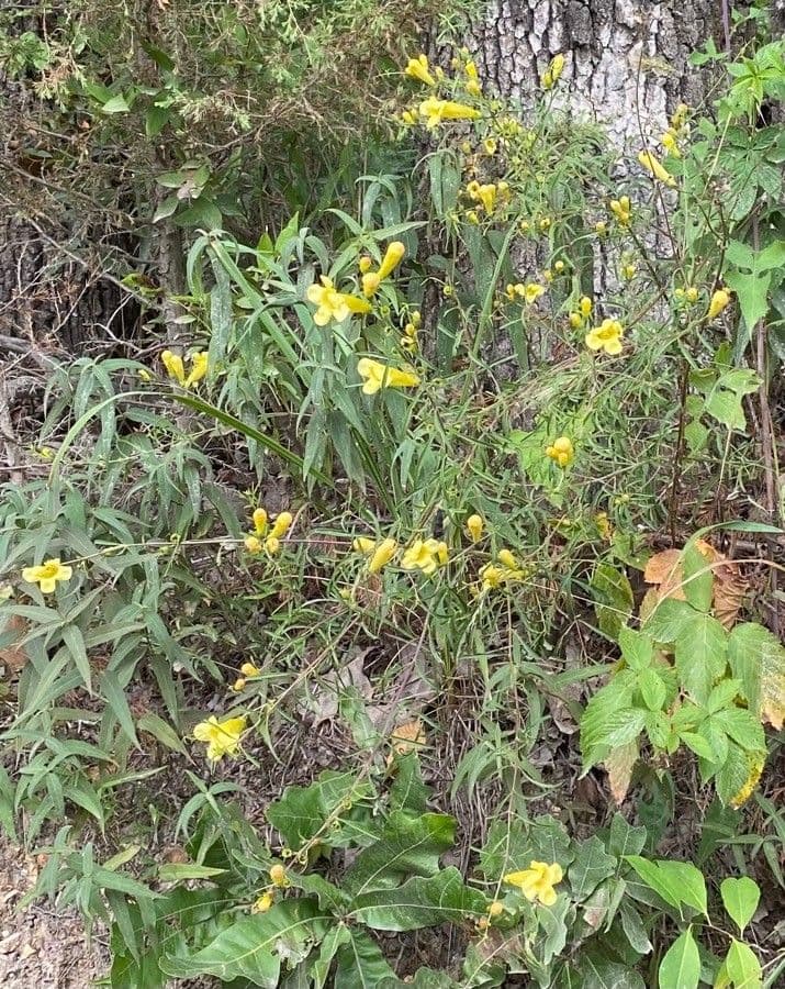 Aureolaria 2
