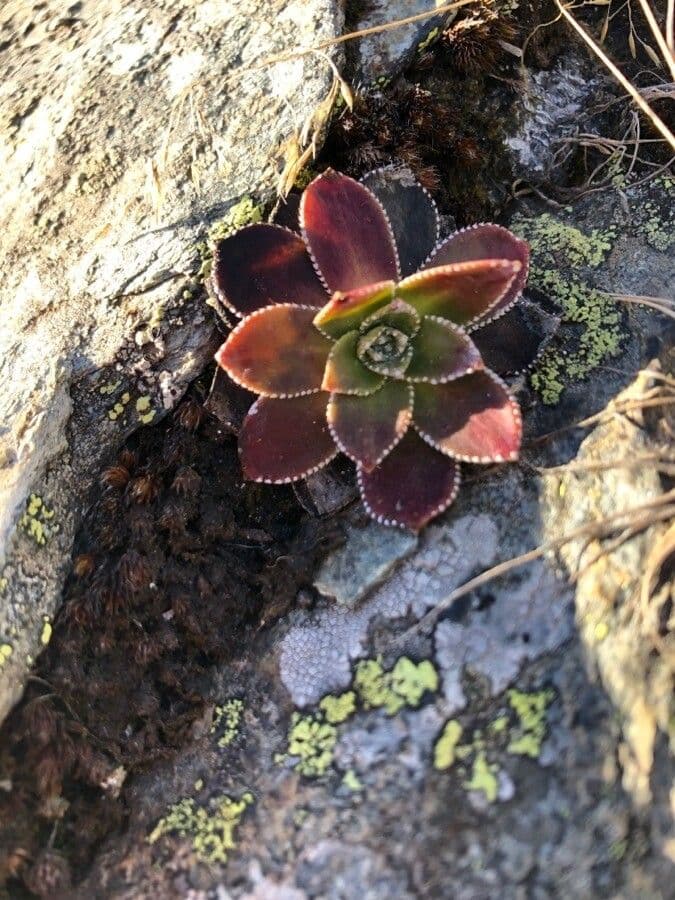 Sassifraga cotiledone 14