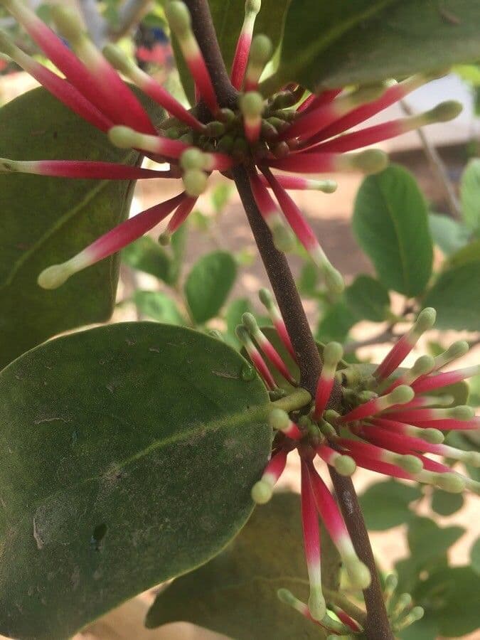 Tapinanthus 4