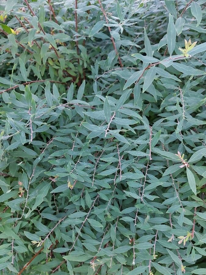 Spirea cinerea