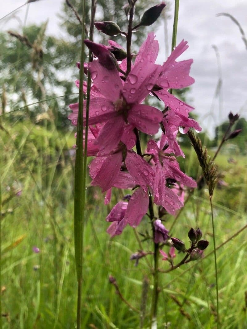Sidalcea 2