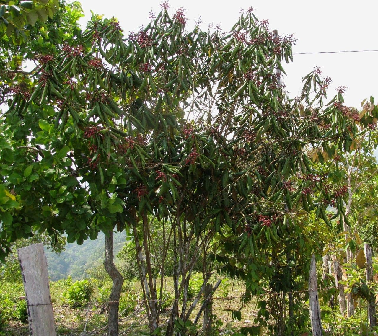 Miconia 10