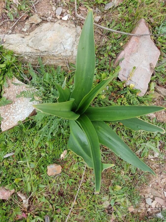Scilla marittima 19