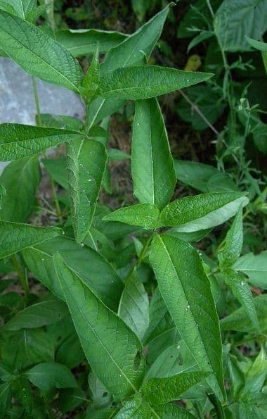 Ruellia 12