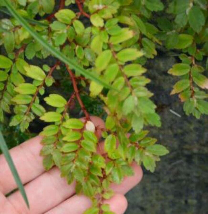Fuchsienblättrige Begonie 18