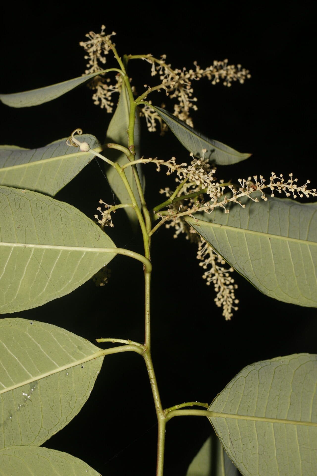Mabea 3