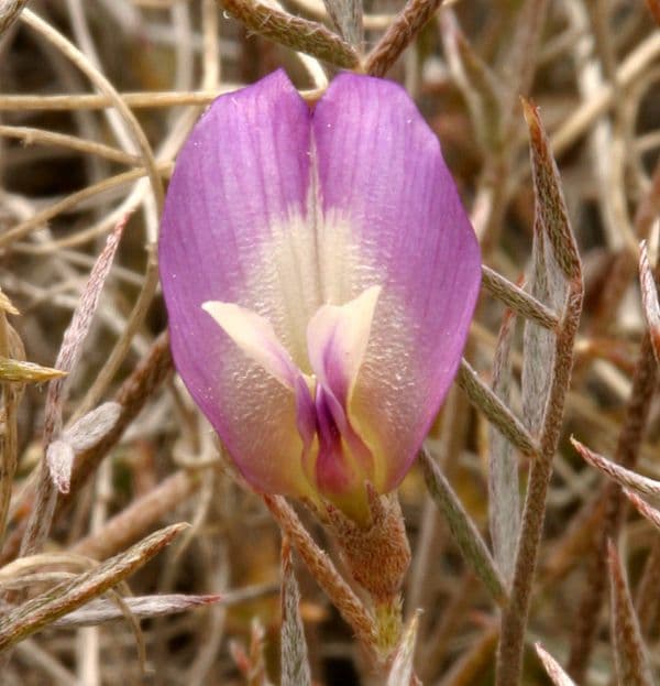 Astragalo