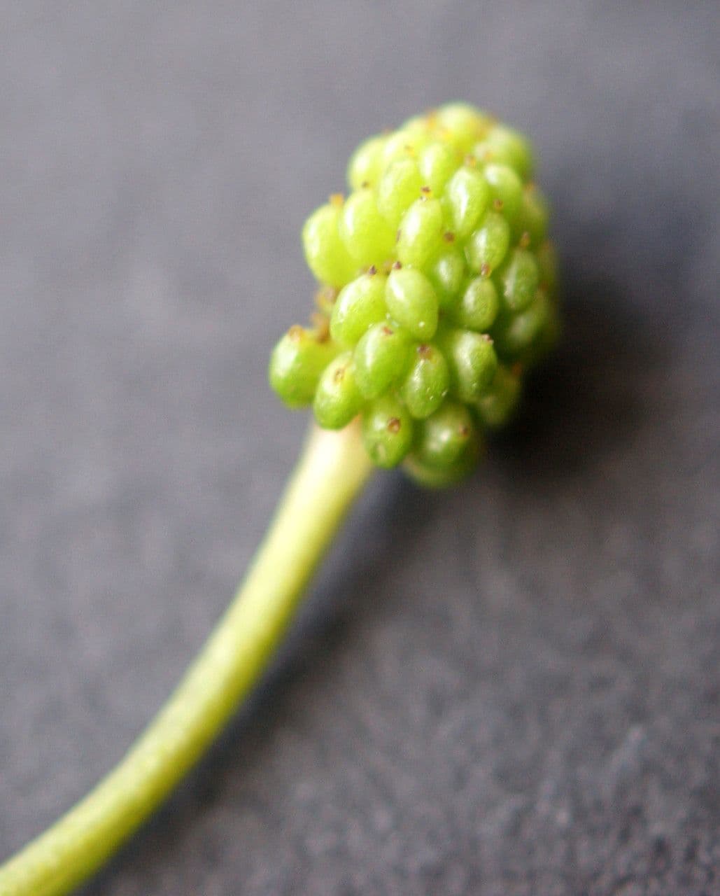 Ranunculus fluitans 2
