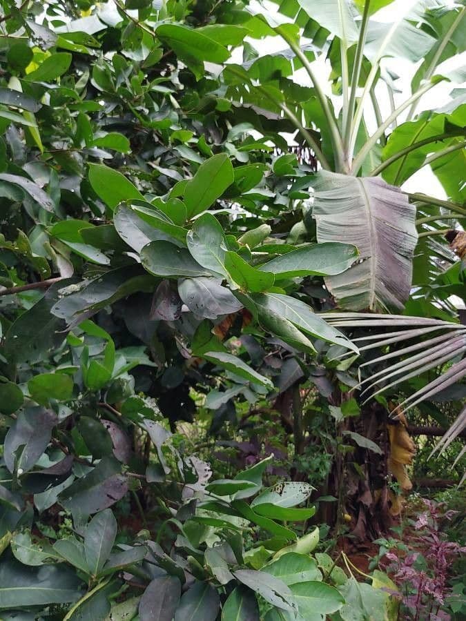 Pommier de Java 12
