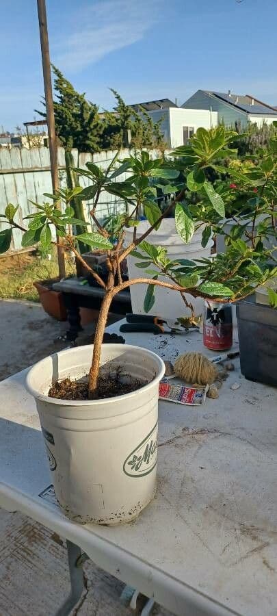 Rhododendron 26