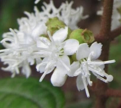 Miconia di Ibagué