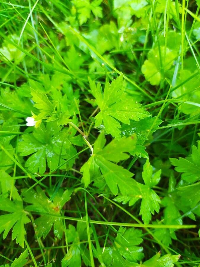 Geranium sibiricum 19
