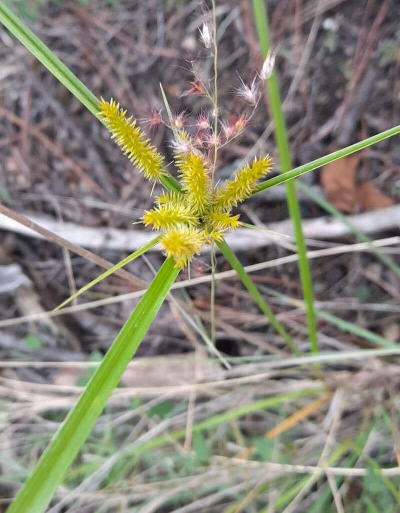 Zigolo ligulato 12