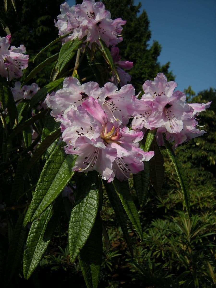 Rhododendron