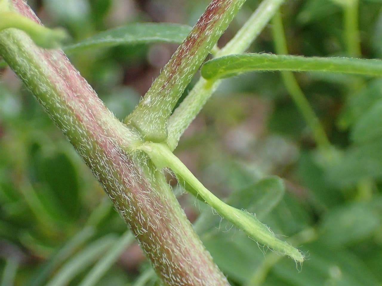 Astragalus penduliflorus 21