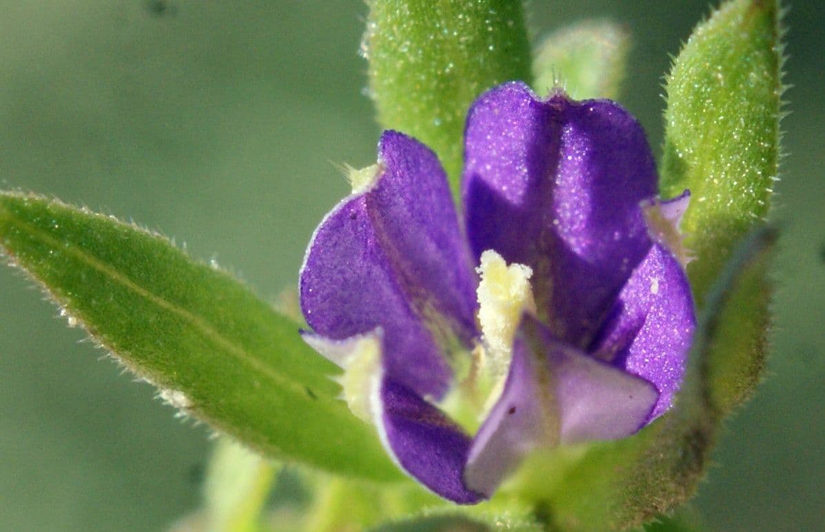 Legousia hybrida 4