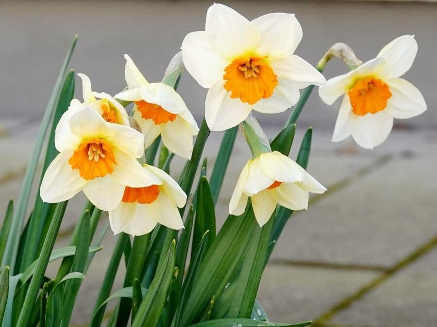 Narciso tazetta 16