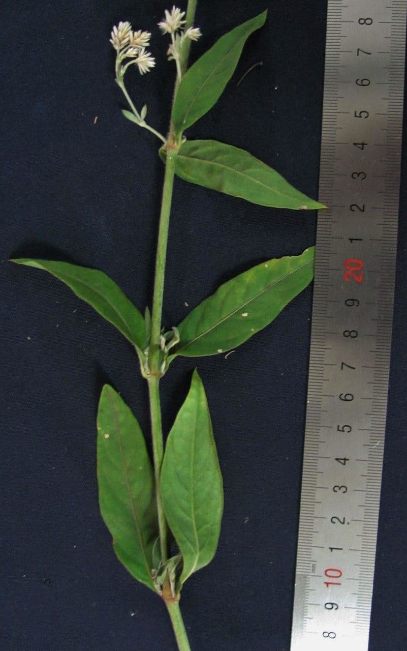 Alternanthera 7