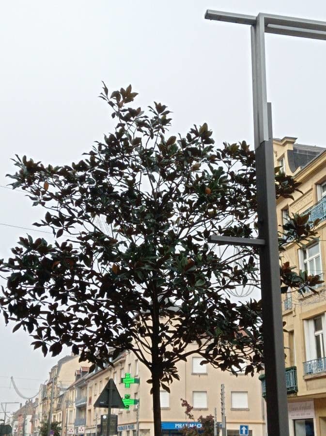 Planchonella 12