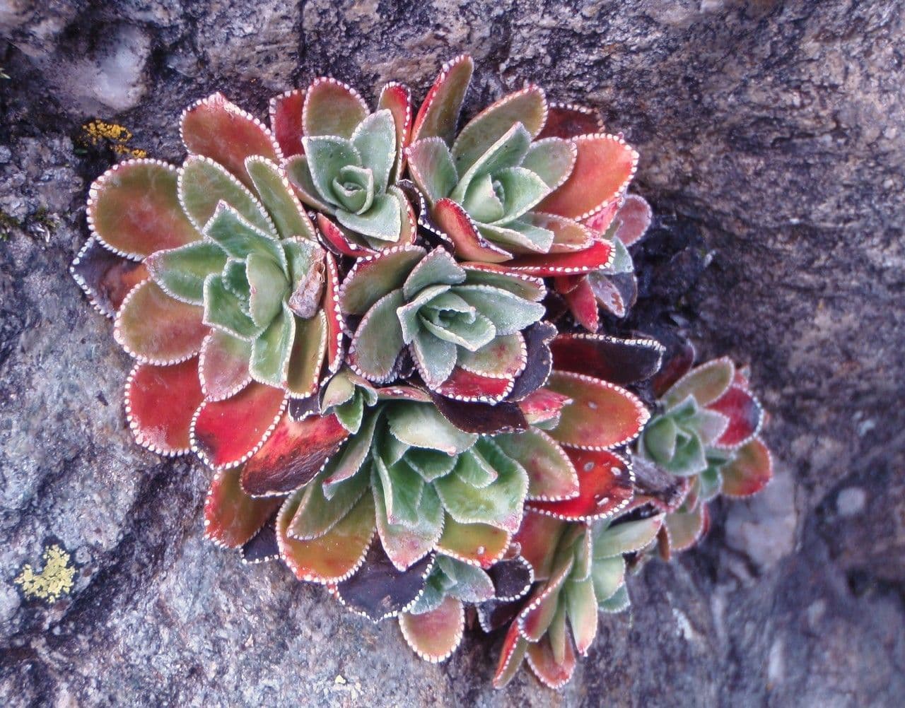 Sassifraga cotiledone 10