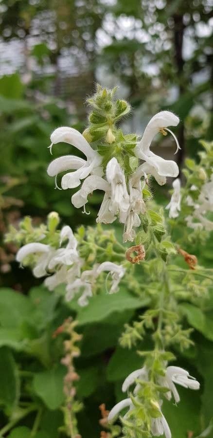 Salvia 2